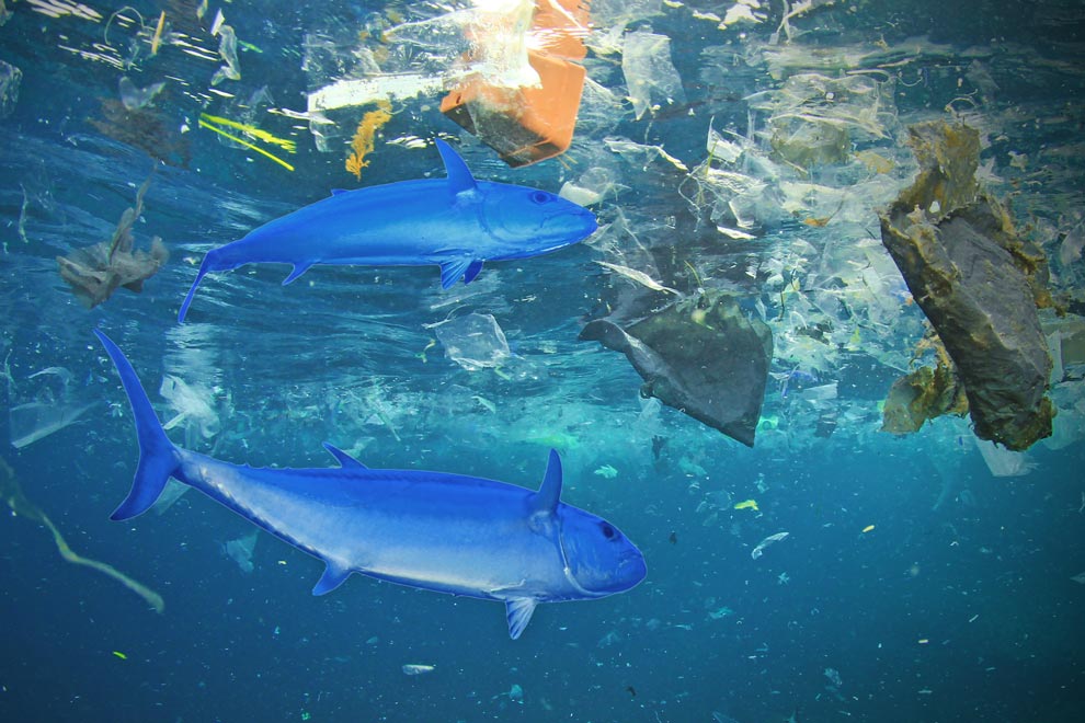 Botellas y bolsas de plástico contaminan playas y mares - Gaceta UNAM