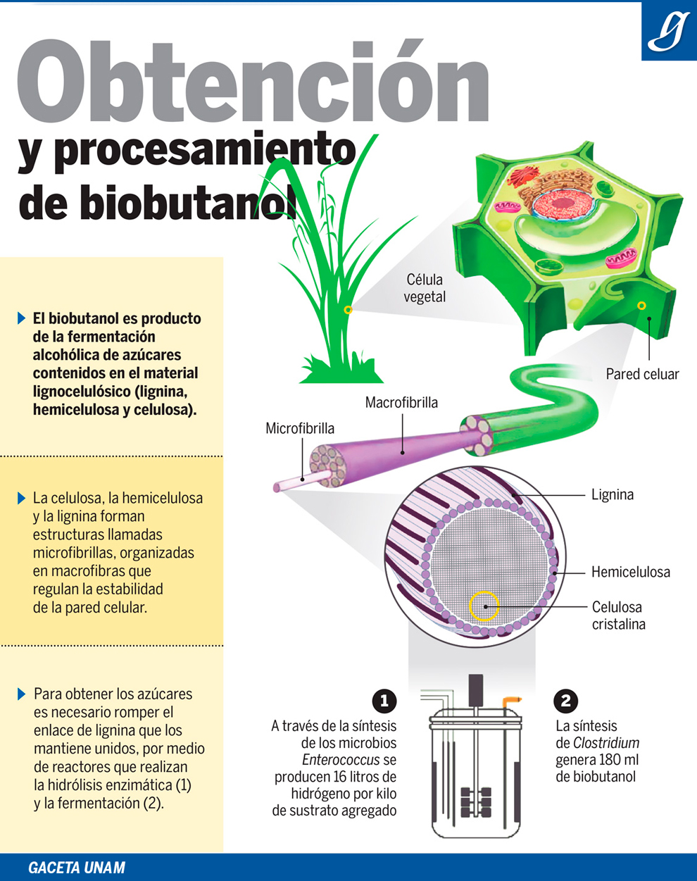 Biobutanol, opción energética de segunda generación - Gaceta UNAM