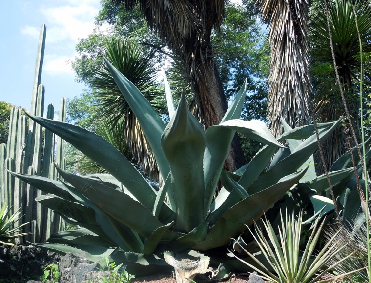 Agaves (6)