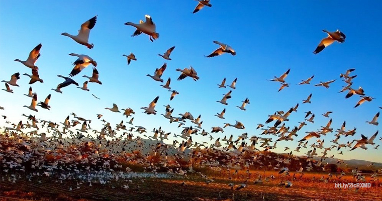 Img_migracion de aves