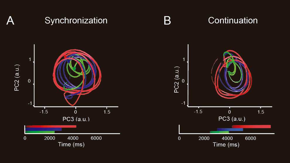 Al procesar la informaciÃ³n analizaron la actividad de cientos de neuronas que fue proyectada en un espacio de dos dimensiones, obteniendo una seÃ±al neuronal que forma una trayectoria circular por cada intervalo en la secuencia rÃ­tmica de la tarea.