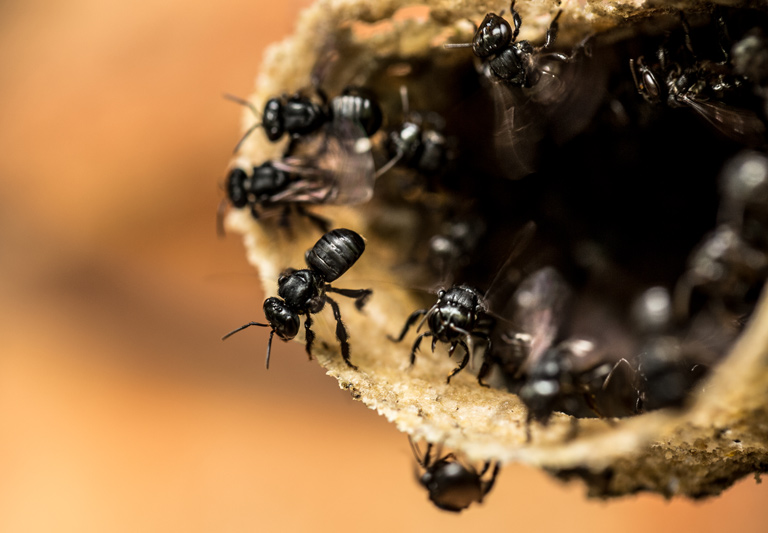 La abeja prehispánica, mejor que la europea - Gaceta UNAM