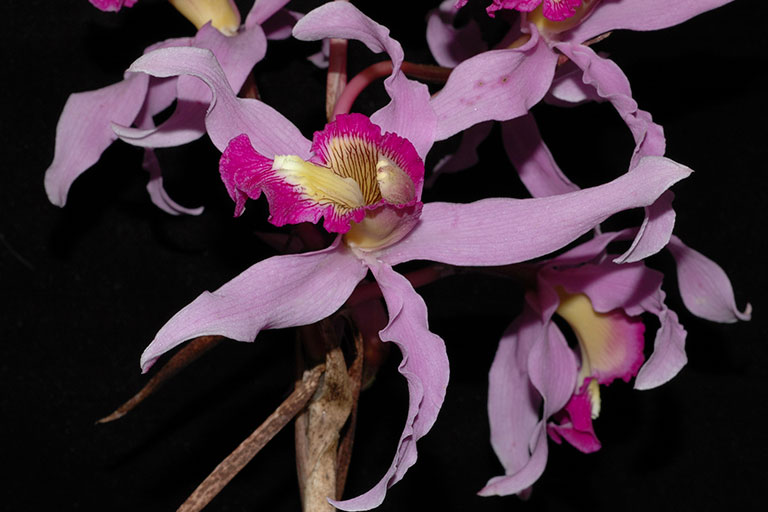 Descubiertas 78 nuevas especies de orquídeas en México