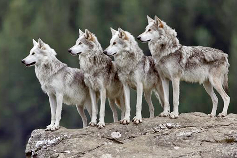 LOBO GRIS MEXICANO: UNA ESPECIE QUE DESAFÍA A LA EXTINCIÓN