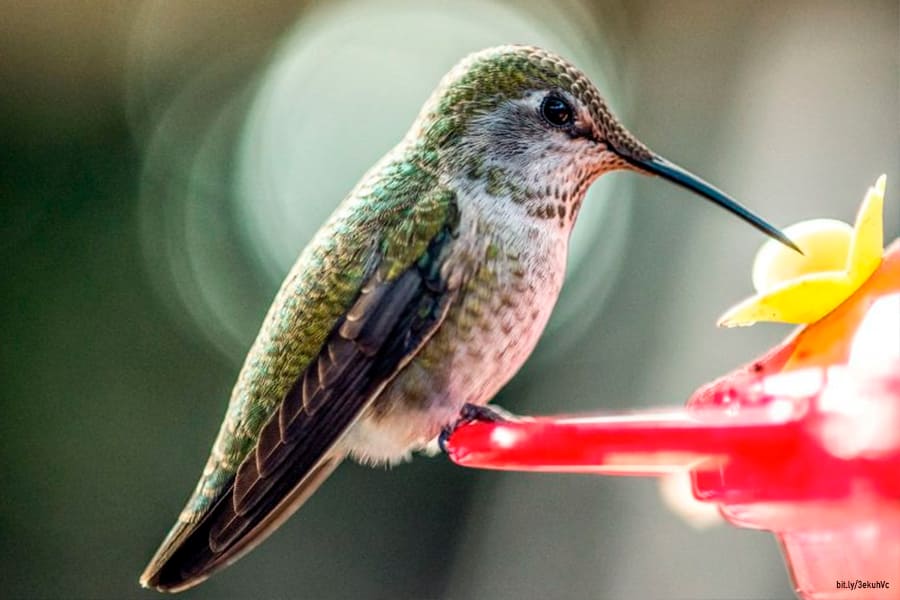 Crea tu propio jardín para colibríes - Gaceta UNAM