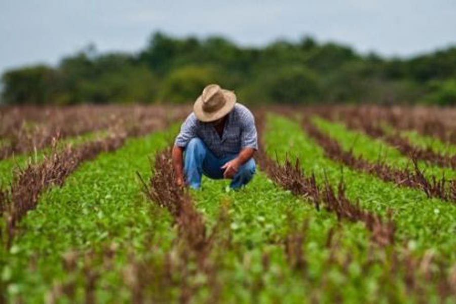 Fallas estructurales afectan al sector agroalimentario - Gaceta UNAM