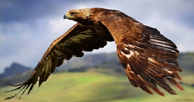 Tráfico ilegal y cambio climático amenazan al águila real - Gaceta UNAM
