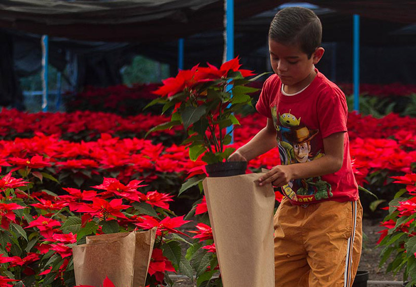 Nochebuena: La flor que México le regaló a la Navidad - Gaceta UNAM