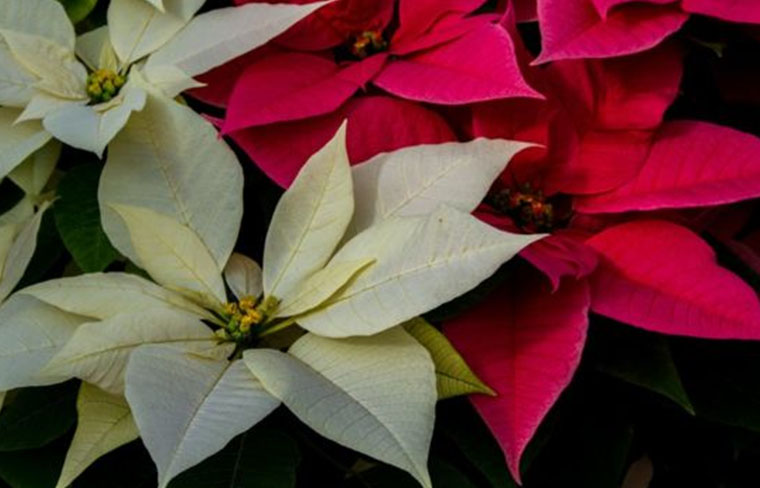 La flor de Nochebuena, símbolo universal de la Navidad - Gaceta UNAM