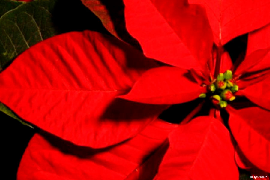 La flor de Nochebuena, símbolo universal de la Navidad - Gaceta UNAM