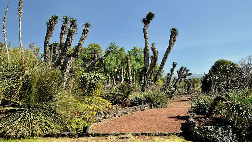 El Jardín Botánico, bello espacio de riqueza natural Gaceta UNAM