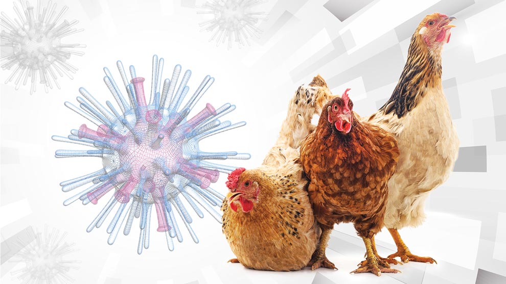 Alerta por el virus de influenza aviar H5N1 - Gaceta UNAM