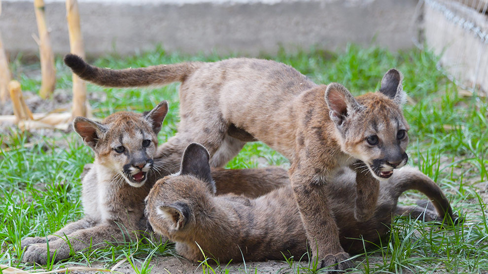 en el medio de la nada Precioso estafador Alianza de Pumas para que tres felinos sean asilvestrados - Gaceta UNAM